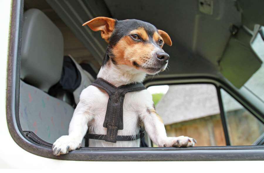 this cute dog loves caravanning